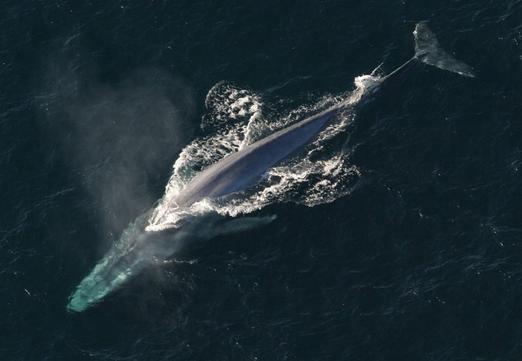 blue whale, ocean, mammal, Whale Cetacean, Blue Whale
