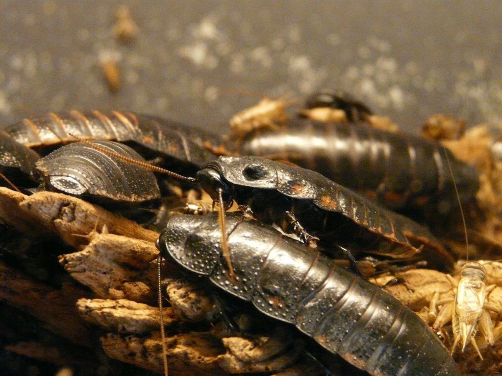 giant hissing cockroach, hissing cockroach, scrape,  Cockroach Swarm 