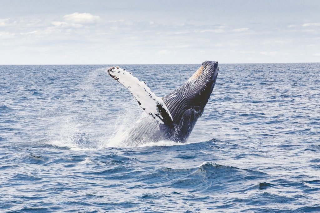 humpback whale, whale, marine, Whale, Cachalot
