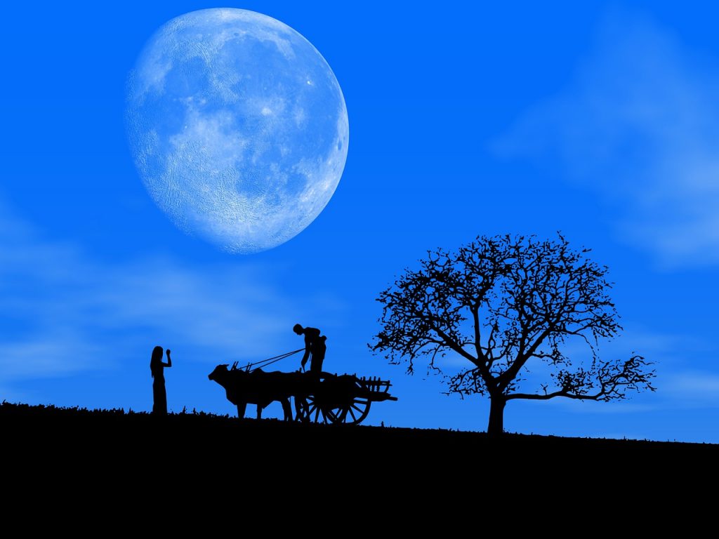 night, sky, blue, Oxen