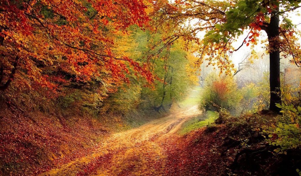 road, forest, fall, Knowledge, Nature