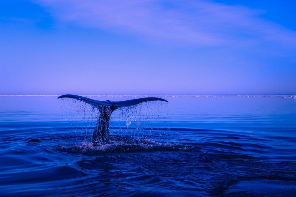 sea, humpback whale, tail, Whale