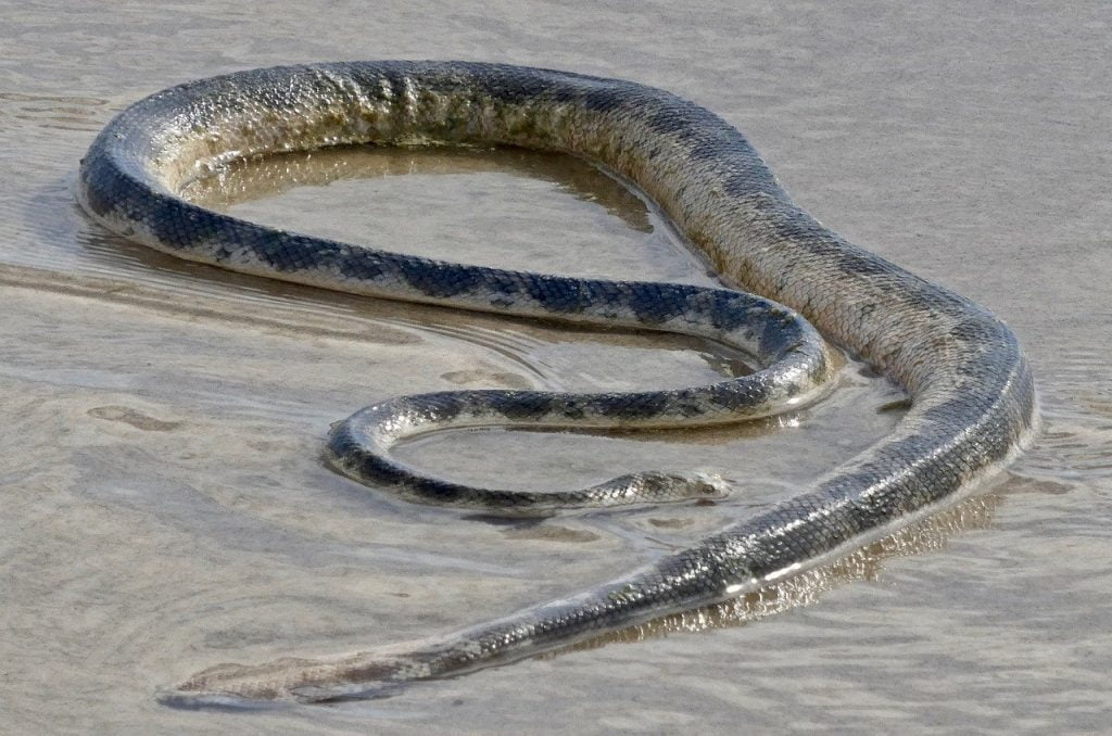 snake, sea, serpent, Tizheruk