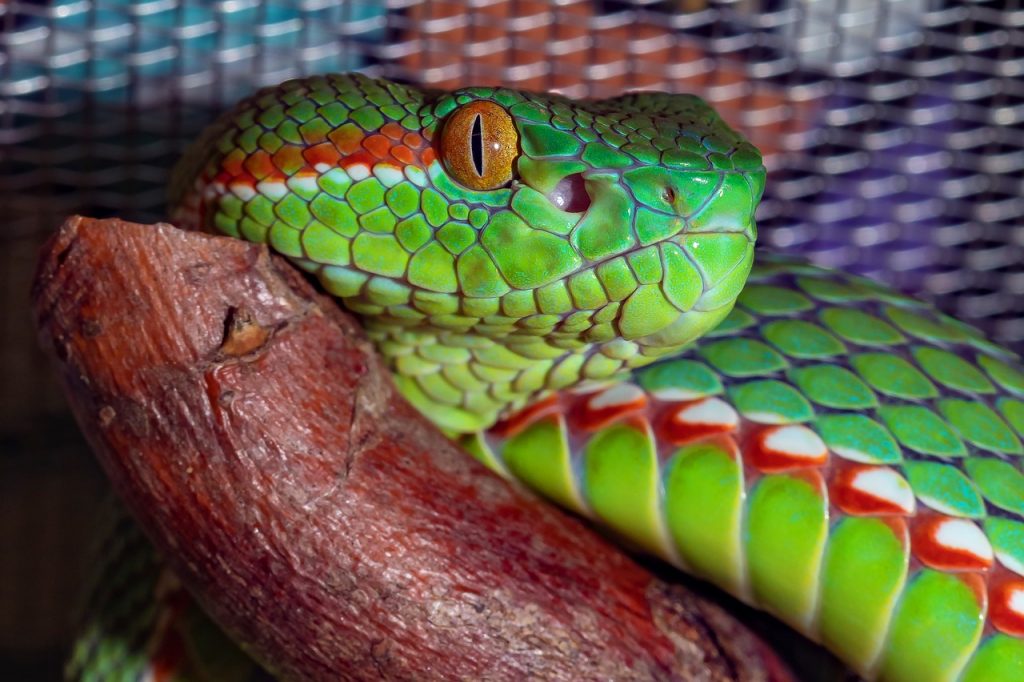 snake, venomous snake, green, Snake, Viper