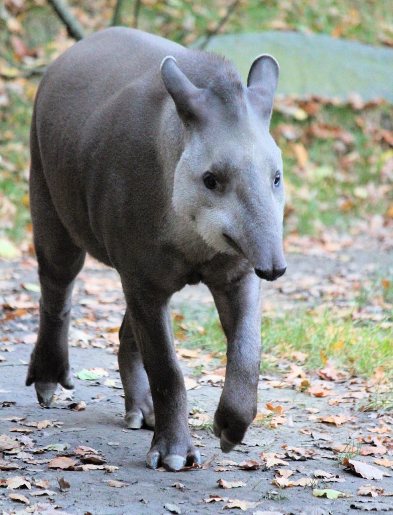 tapir, the south american, lichokopytník, Tapir