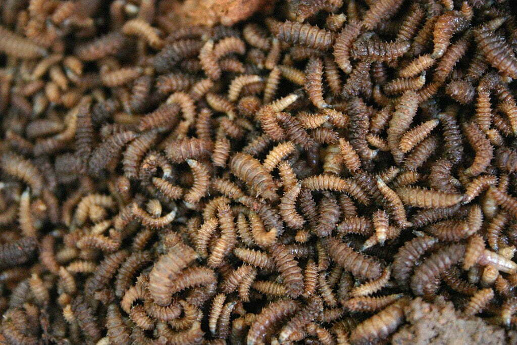 By Paul venter - Own work, CC BY-SA 3.0, https://commons.wikimedia.org/w/index.php?curid=22589102, Infestation of Maggots