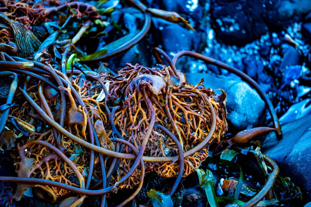 brown kelp, tidal, beach, Kelp Snare