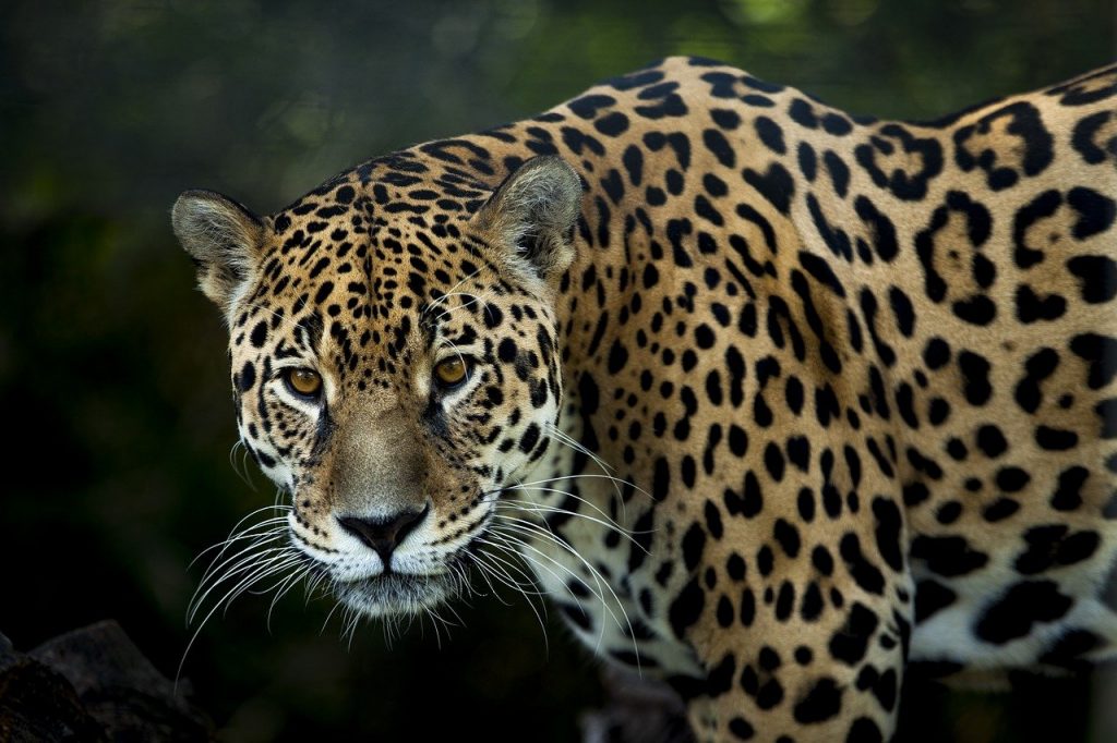 jaguar, stains, look, Lycanthrope, WereJaguar