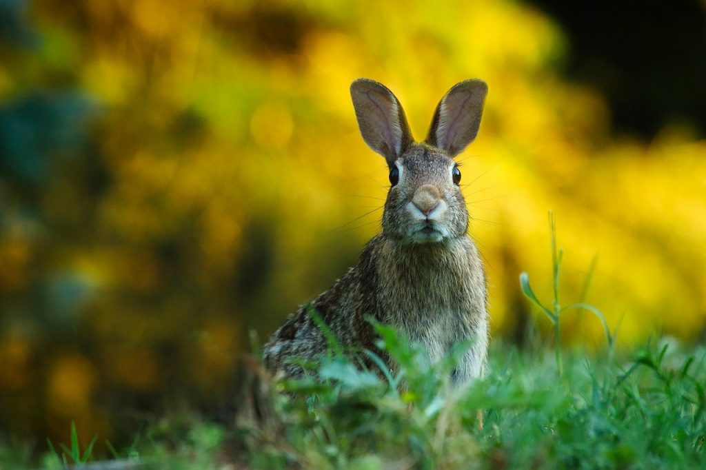 rabbit, hare, bunny, Daze Animal