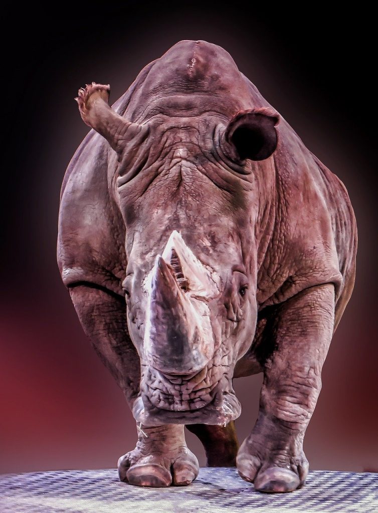 rhino, animal, pachyderm, Rhino's Rush