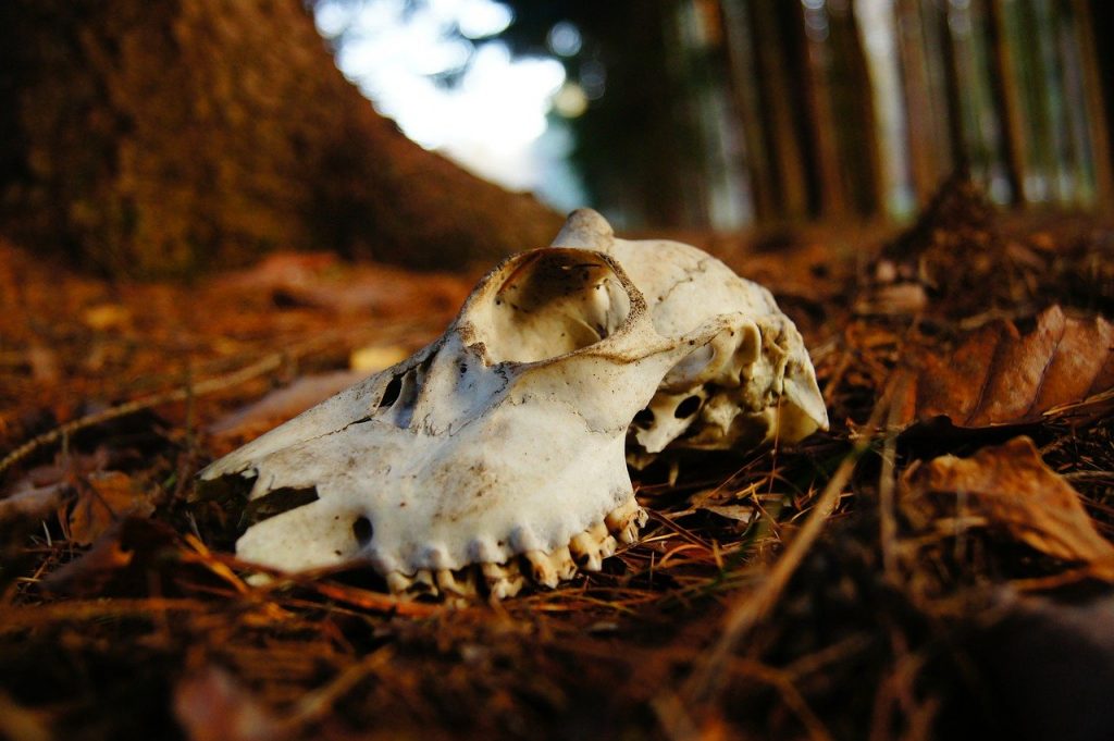skull, bone, forest
