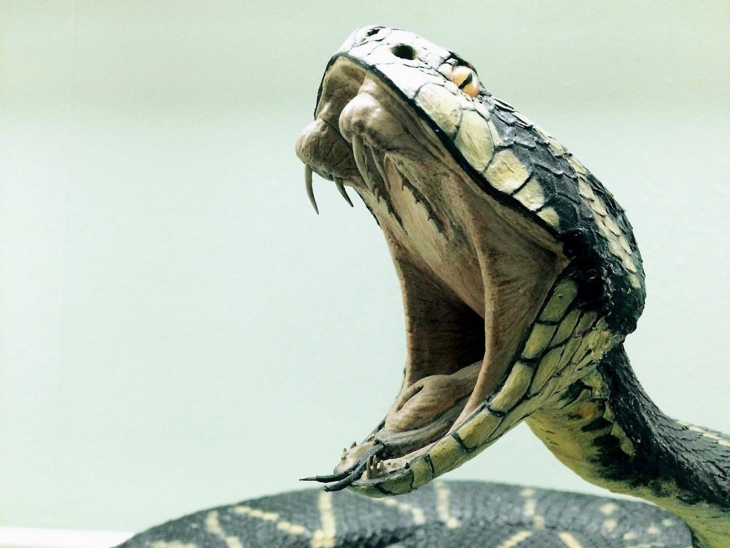 snake, cobra, dangerous, Sepia Snake Sigil