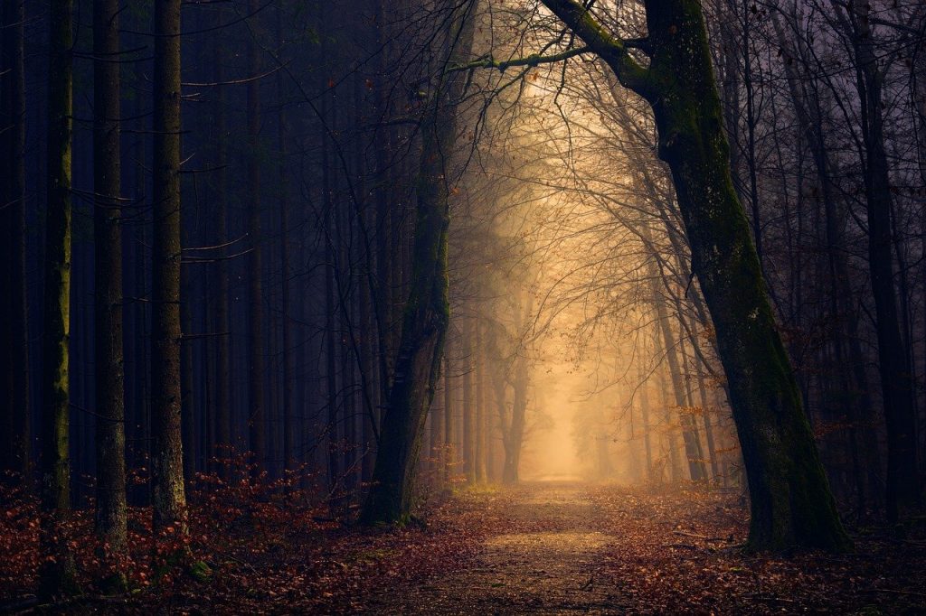 wood, forest, light, Shadow Walk