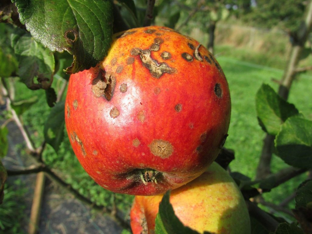 Unholy Blight, apple, scab, blight-455436.jpg