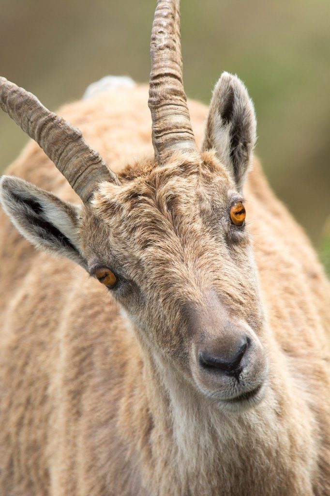 goat, head, horns-2175189.jpg, Wether