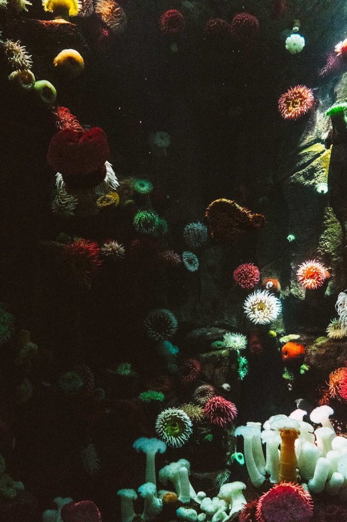 anemone, aquarium, art-1850256.jpg, Drake, Coral