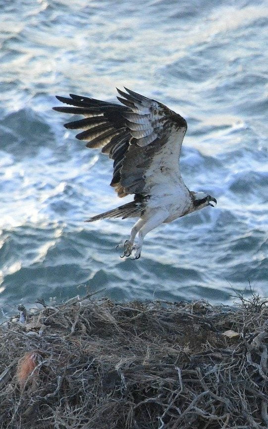 osprey, nest, bird-5604565.jpg