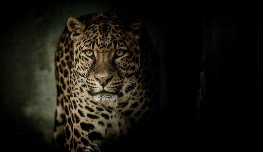 leopard, eyes, fearsome-2896635.jpg, Big Cat Journal