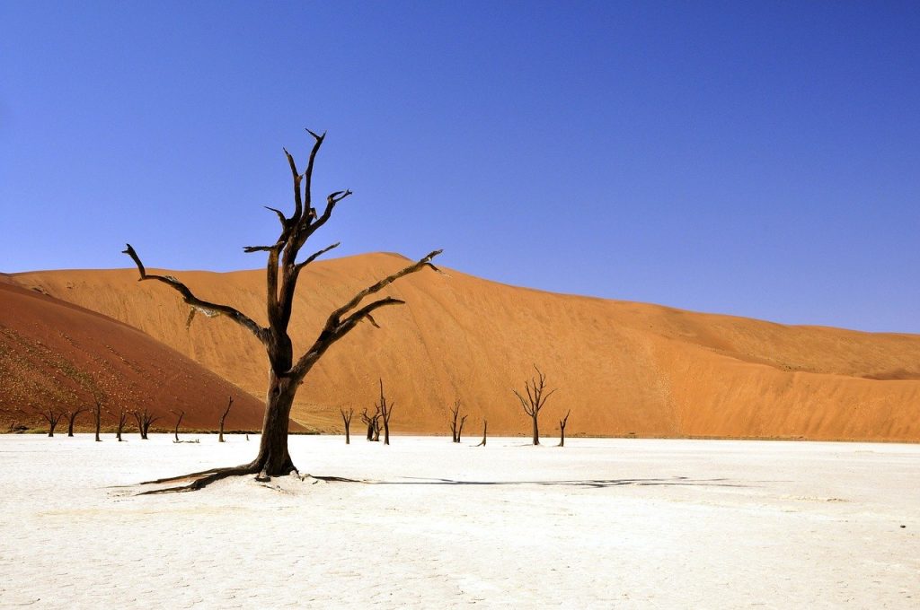 tree, desert, namibia-64311.jpg Warm Weather Survival