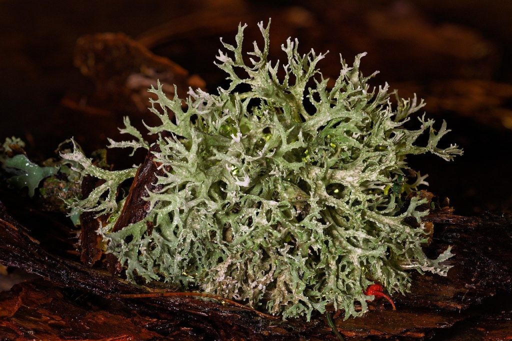 tree moss, lichen, bark-4723039.jpg, Camouflage Lichen