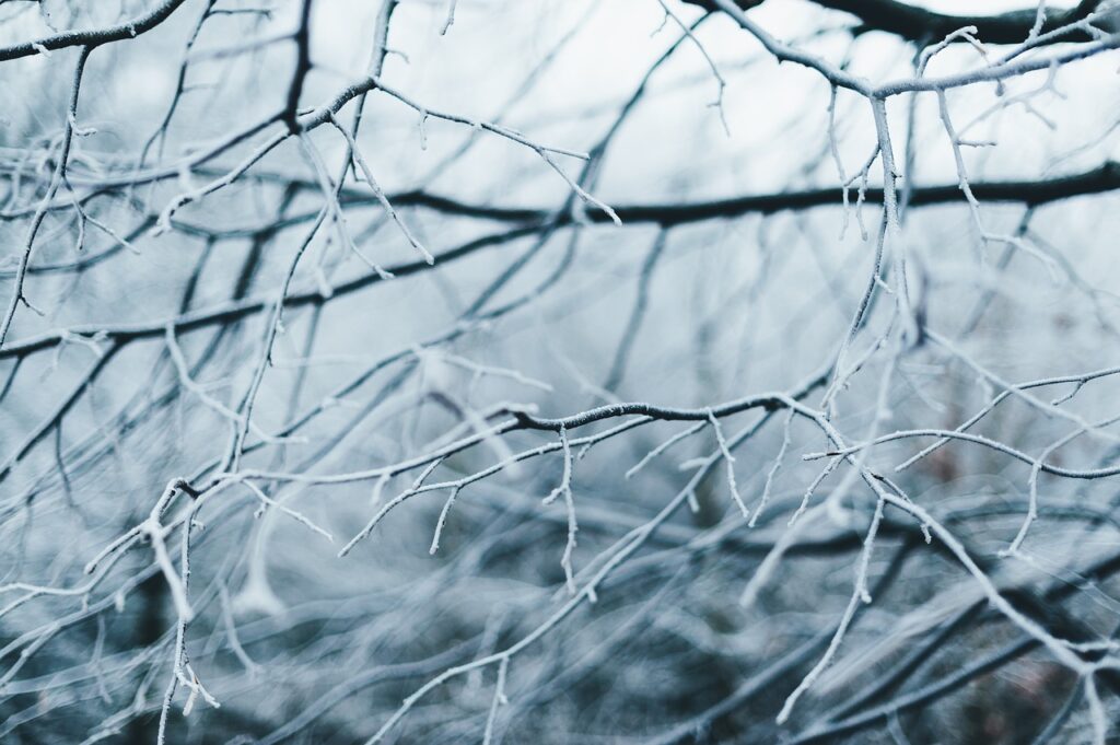 branches, trees, cold-2178684.jpg