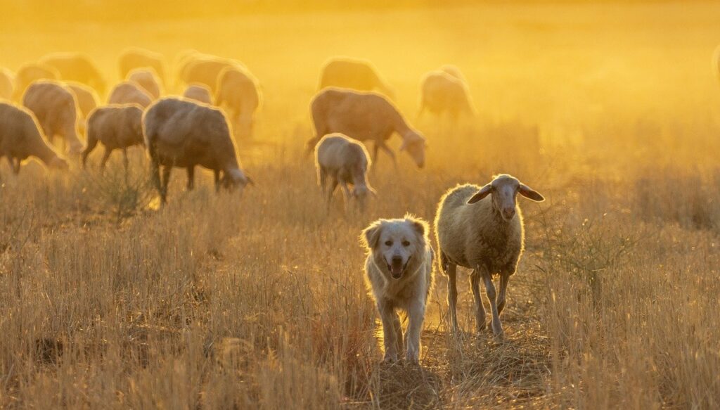 Settlements, Famed Breeders,sheep, herd, dog-6554180.jpg