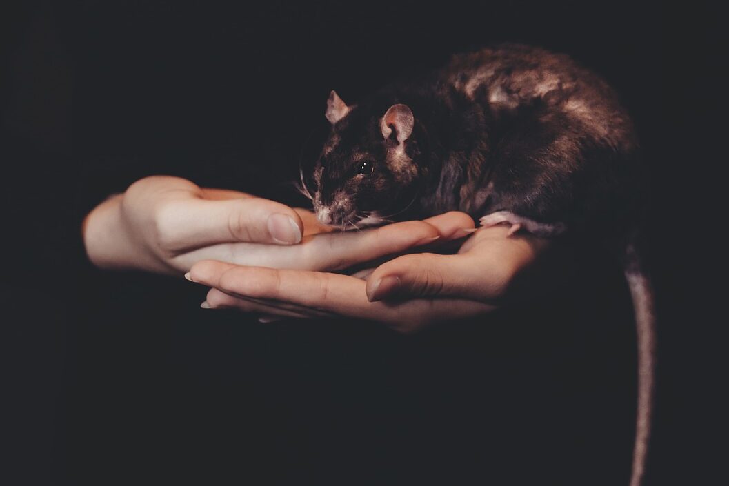 Animals Adult Black Care Domestic  - freestocks-photos / Pixabay, Rat