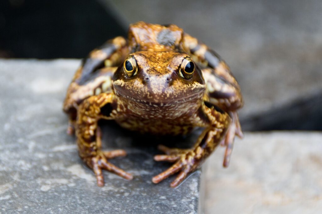 Frog Amphibian Toad Animal Fauna  - pvelsen / Pixabay, Toad
