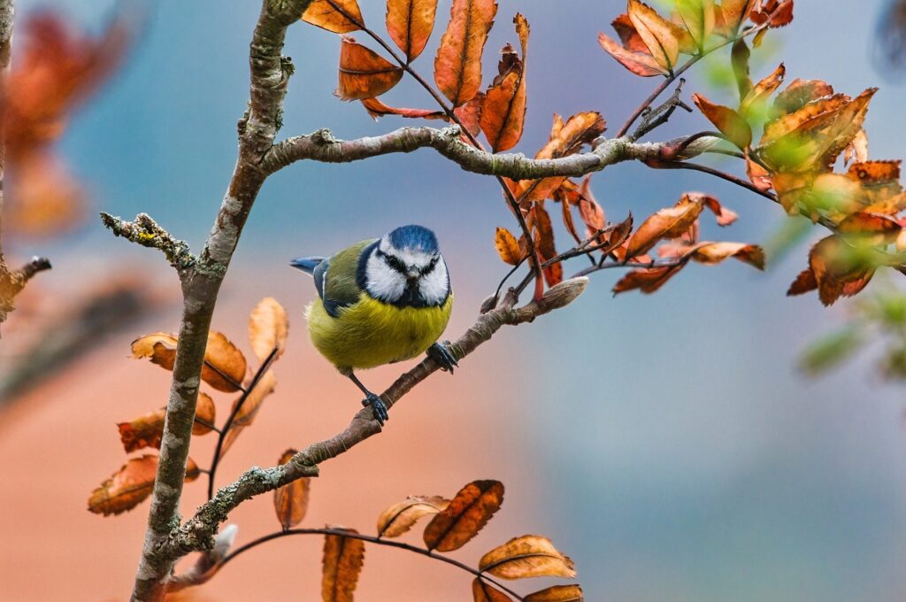 Blue Tit Bird Perched Tit Animal  - naturepic / Pixabay