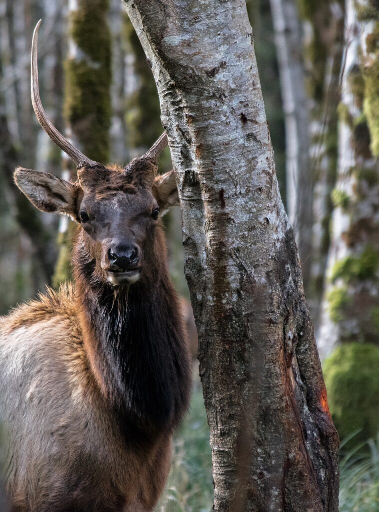 Elk Animal Wildlife Stag Buck  - Kallika / Pixabay, Agathion, Cervinal