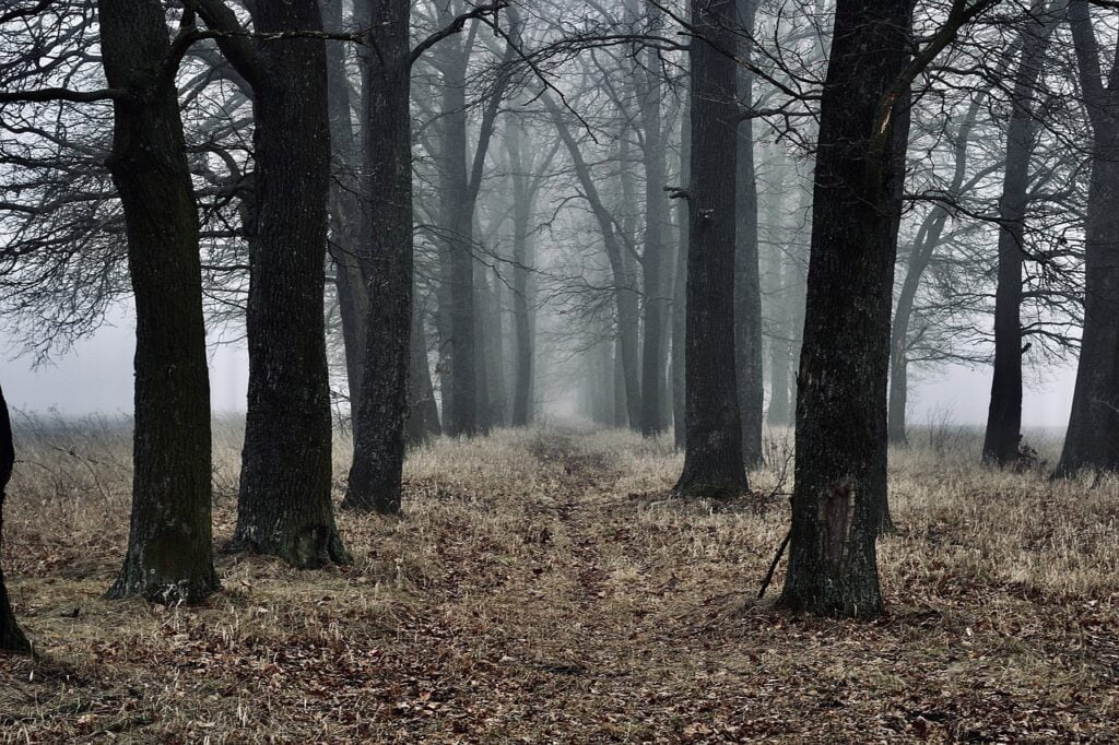 Fog Three Choice Nature Forest  - VadymSliusarchuk / Pixabay, Settlements, Planar Crossroads