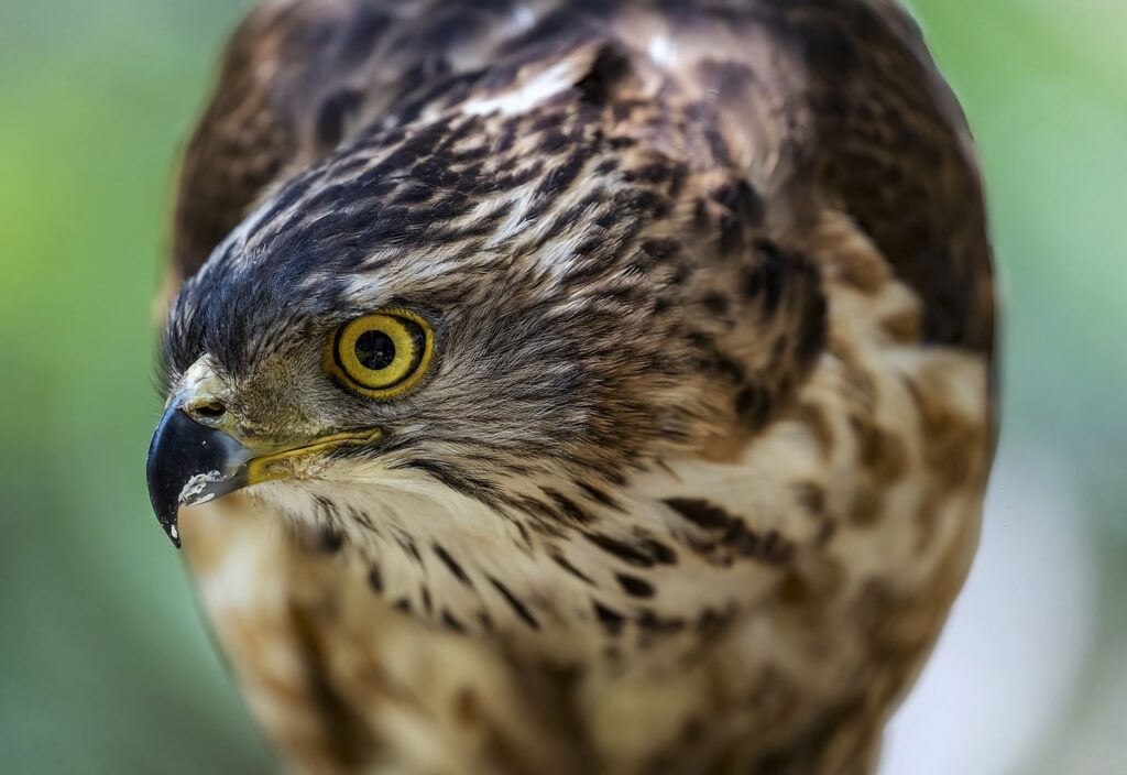 Hawk Bird Animal Bird Of Prey  - ThuyHaBich / Pixabay, Hawkeye