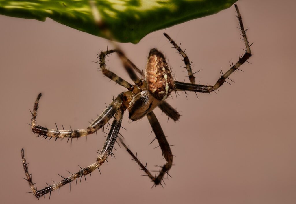 Insect Spider Entomology Macro  - wvrede / Pixabay, Spiderclimb