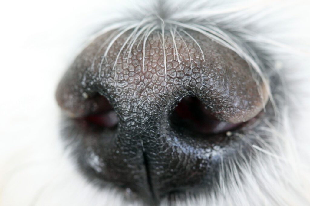 Macro Truffle Dog Hair Smell Feel  - nicolasdebraypointcom / Pixabay