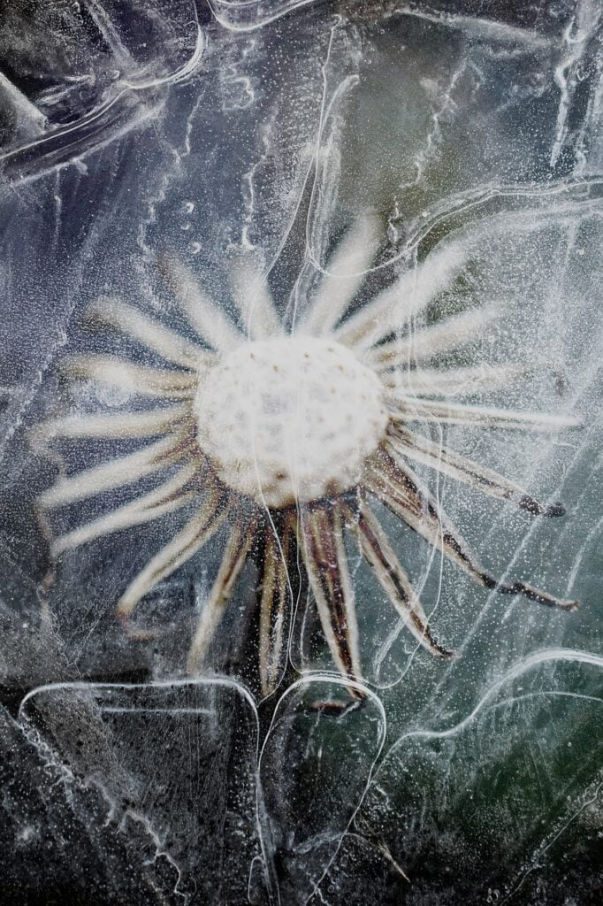 Nature Winter Ice Flower Frozen  - JarkkoManty / Pixabay, Chill Touch