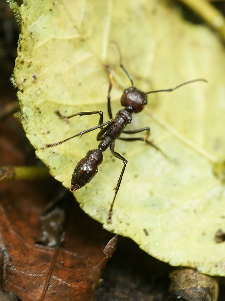 By © Hans Hillewaert, CC BY-SA 4.0, https://commons.wikimedia.org/w/index.php?curid=7809995, Swarm, Bullet Ant