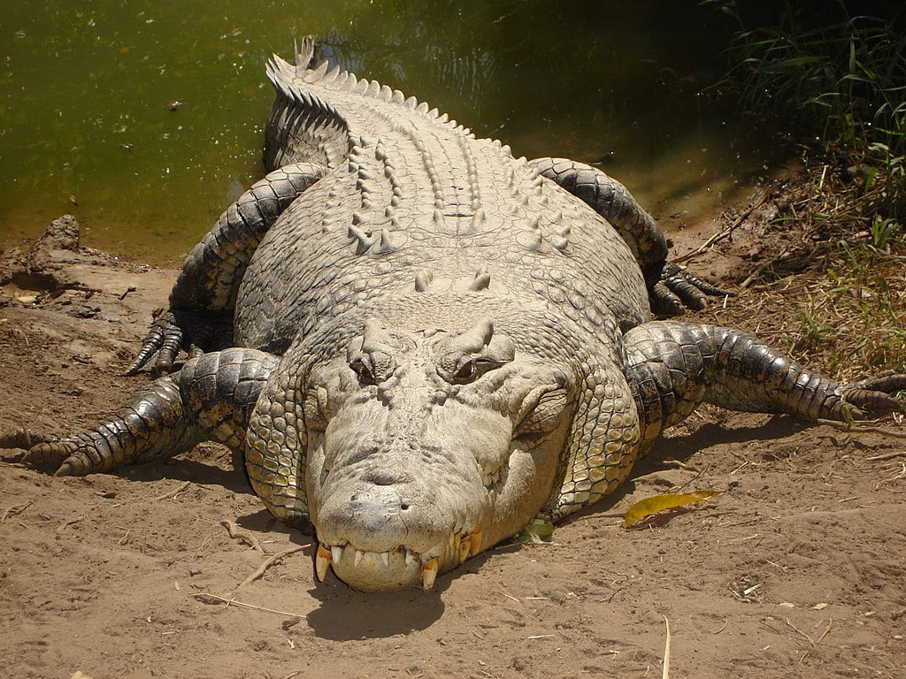 Crocodilian, Saltwater Crocodile