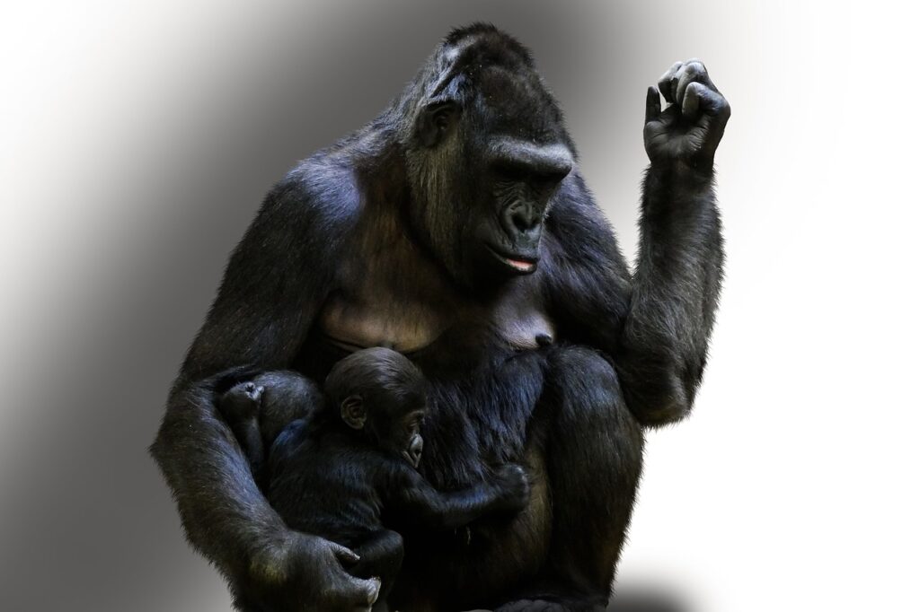 Animal Ape Mammal Wildlife Species  - blende12 / Pixabay, Gorilla, Primate, Ape