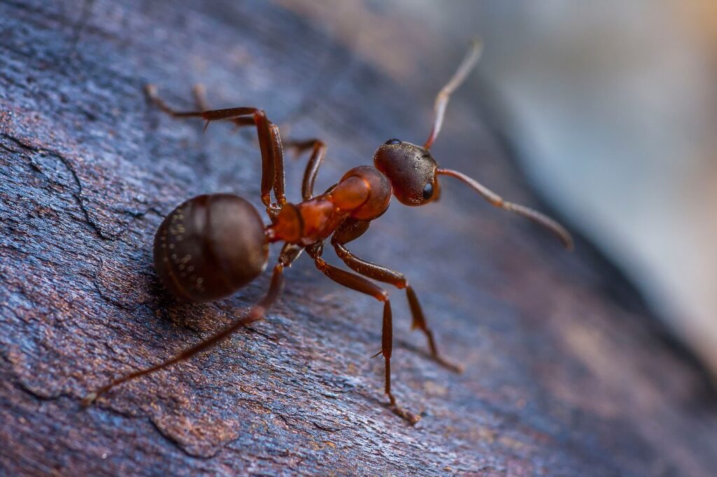 Ant Insect Animal Formica Rufa  - B_Zocholl / Pixabay, Ant, Giant