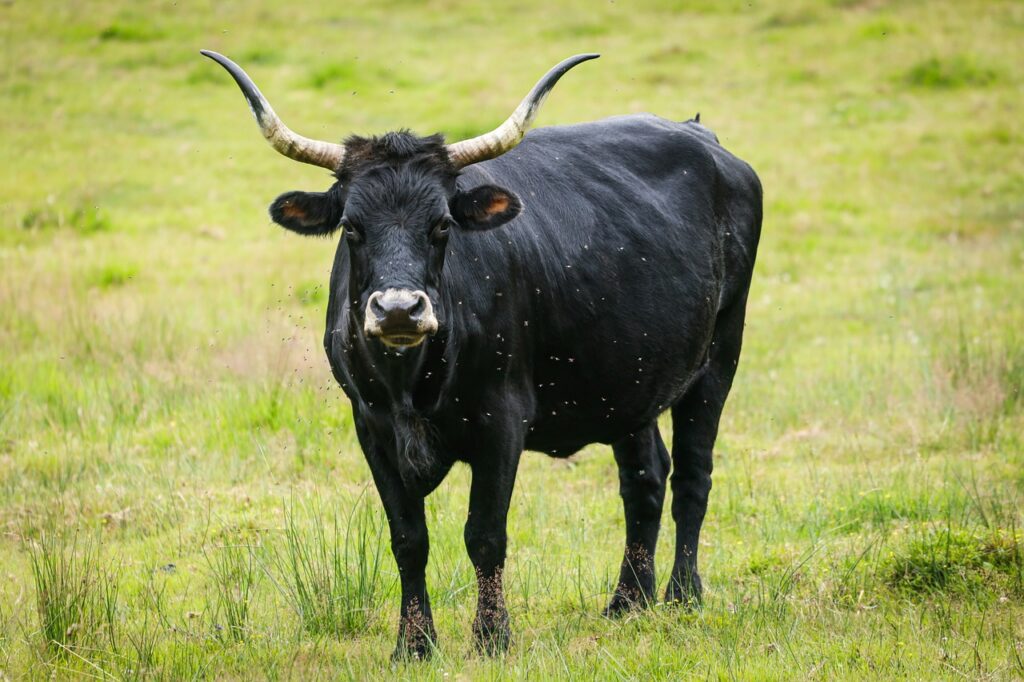 Aurochs Ox Aurochsen Urus Ure  - VP68 / Pixabay, Constitution