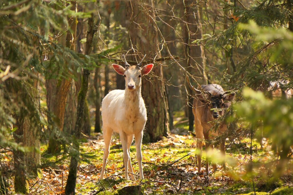 Fallow Deer Males Young Male - krzysztofniewolny / Pixabay, Sacred Plants, Animals