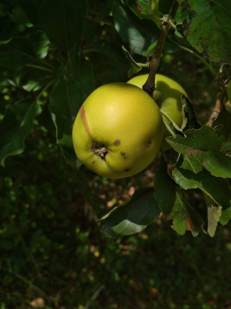 Apple Tree Growth Healthy Organic  - kabadjieva / Pixabay, Volsung