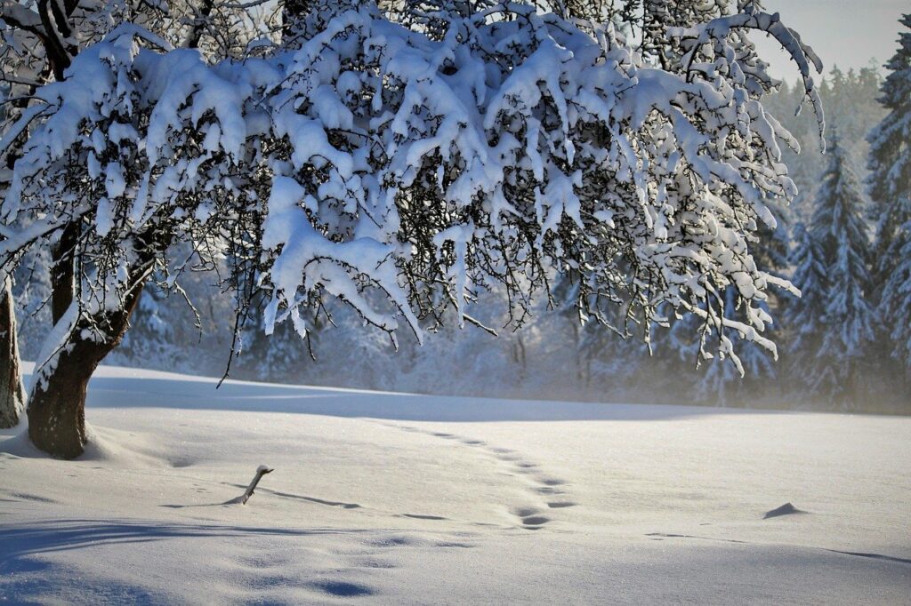 Nature Winter Season Snow Tree  - cocoparisienne / Pixabay, Footprint Book