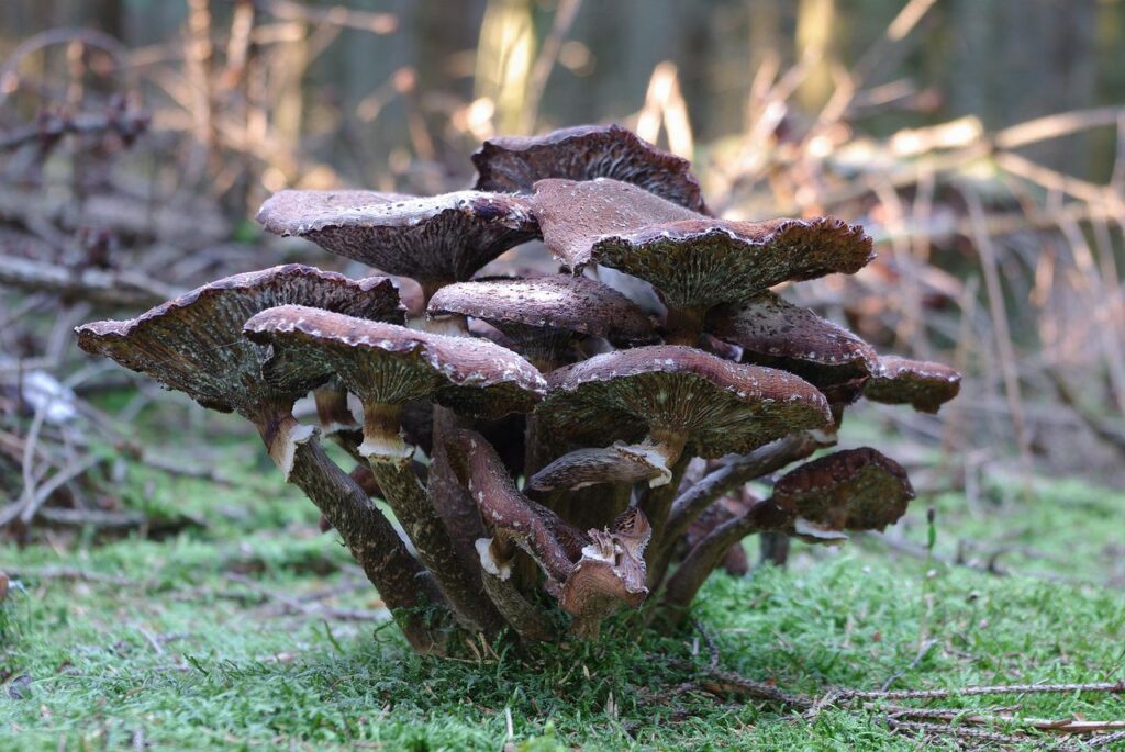 Mushrooms Food Poisonous Macro  - fotosforyou_rk / Pixabay, Poison