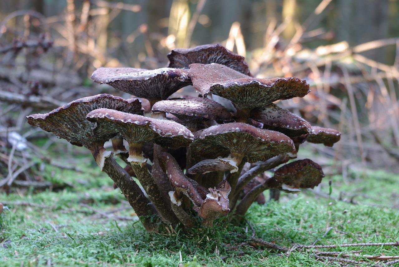 Edible and poisonous mushrooms representing the Enhanced Taste spell