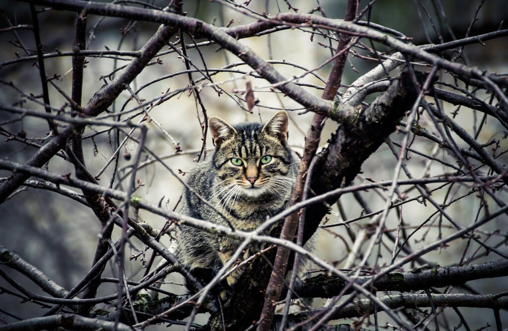 Cat Cat In The Tree Animal Climb  - Detonator / Pixabay, Cats grace, Mass