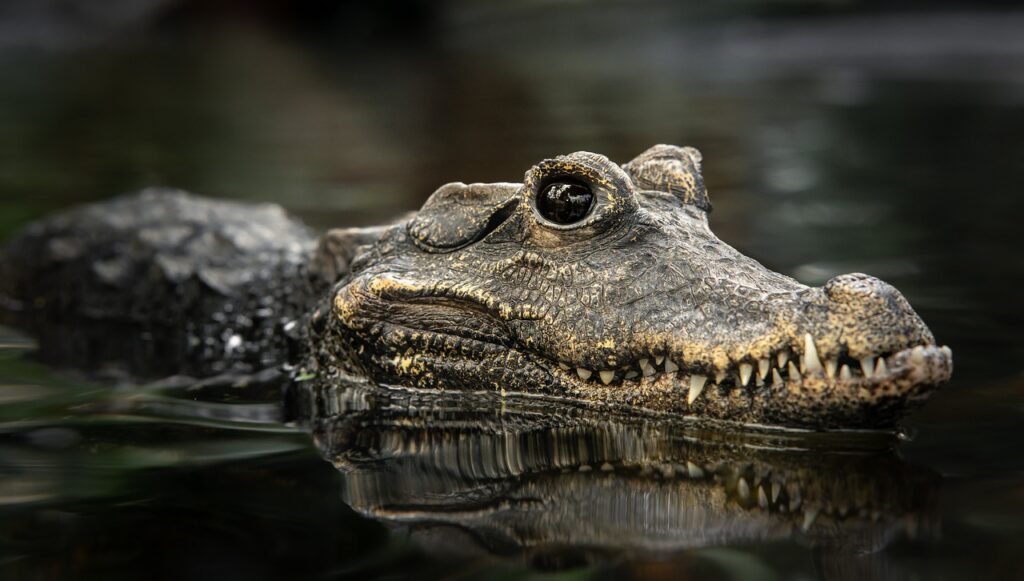 Crocodile Reptile Alligator Hunter  - RoonzNL / Pixabay, Fiendish Giant Crocodile