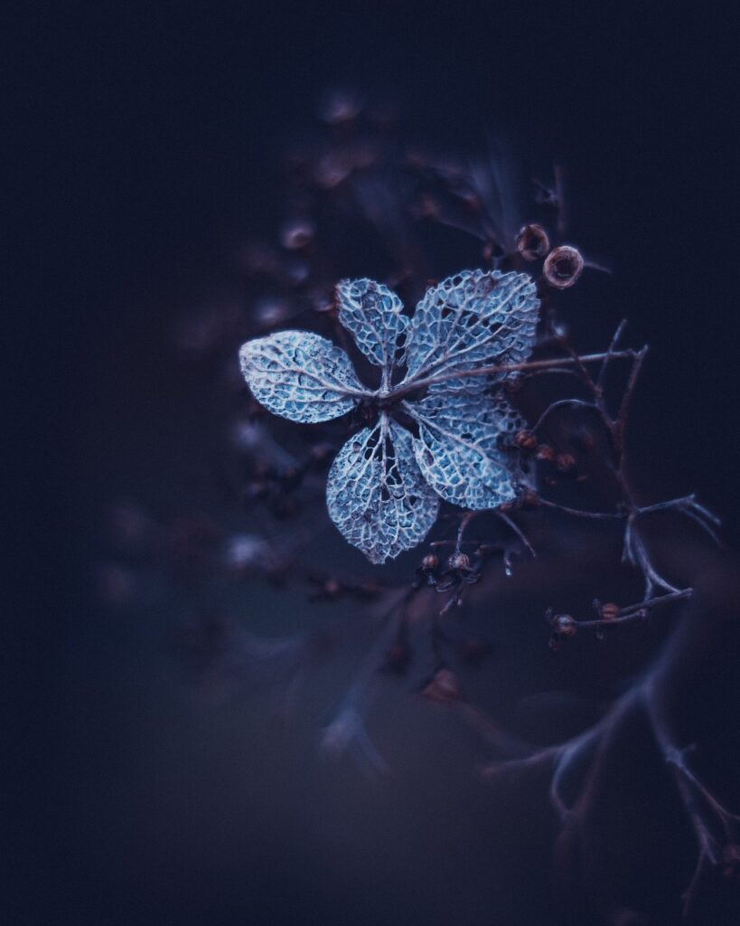Dry Hydrangea Flower Plant Petals  - maticmatti / Pixabay, Epic Spell Seed, Darkness