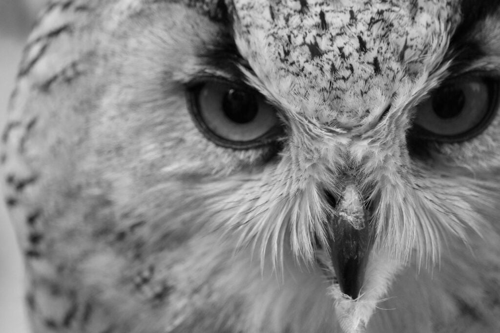 Owl Bird Beak Raptor Nature  - jarudave / Pixabay, Big Owl