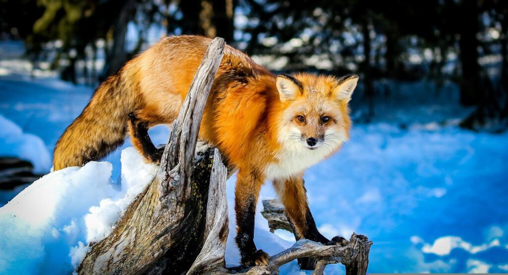 Red Fox Fox Winter Snow Blue  - Hollasue / Pixabay, Fox's Cunning, Mass